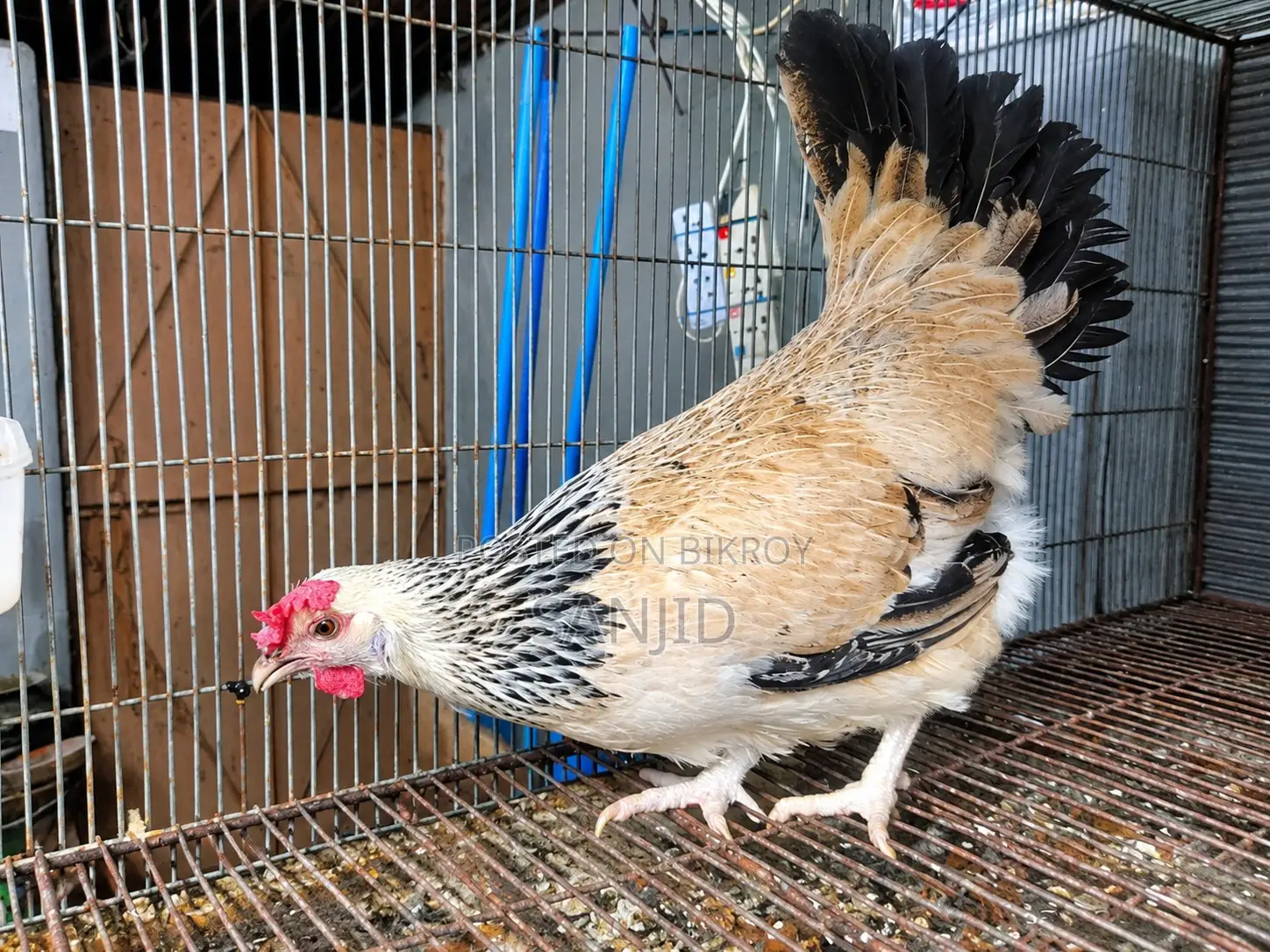 Egg-laying Running Chicken