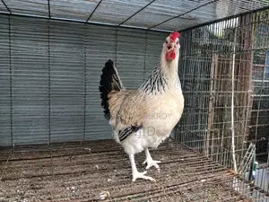 Egg-laying Running Chicken