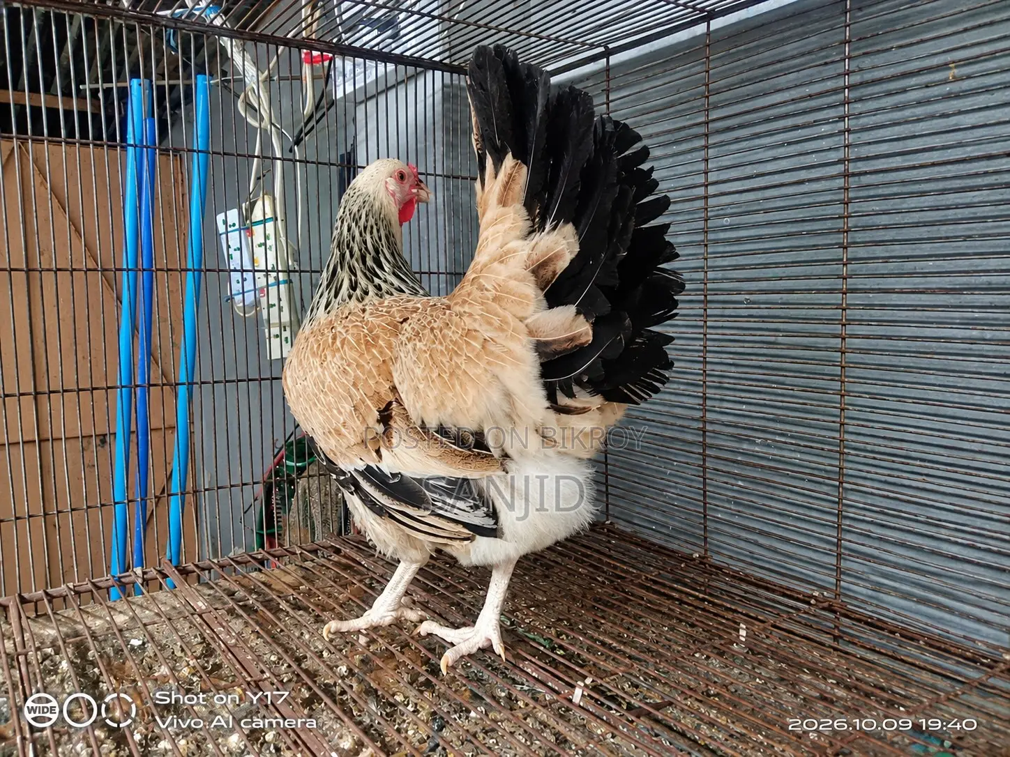 Egg-laying Running Chicken