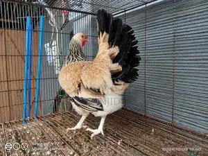 Egg-laying Running Chicken