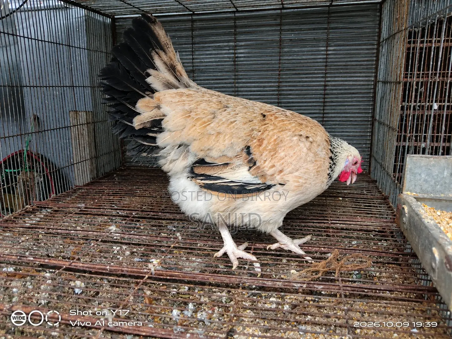 Egg-laying Running Chicken