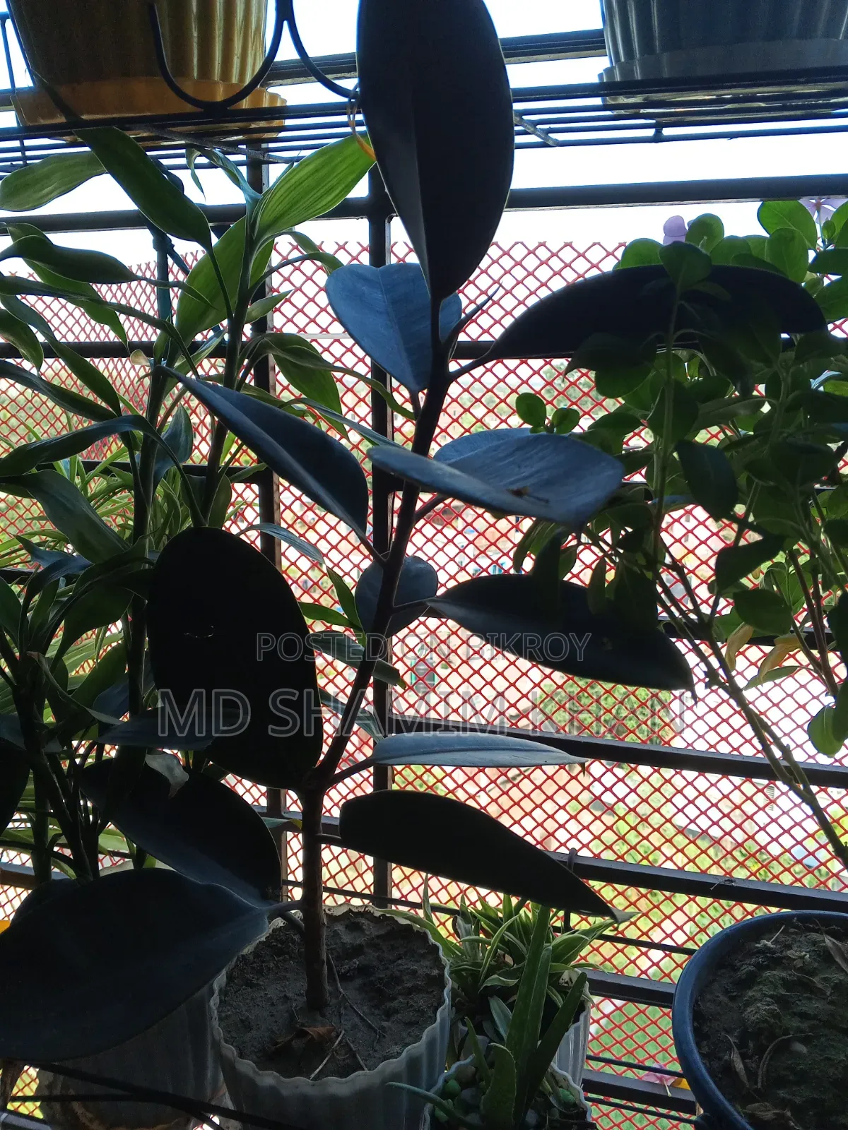 Rubber Plant for Sale