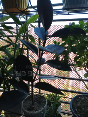 Rubber Plant for Sale