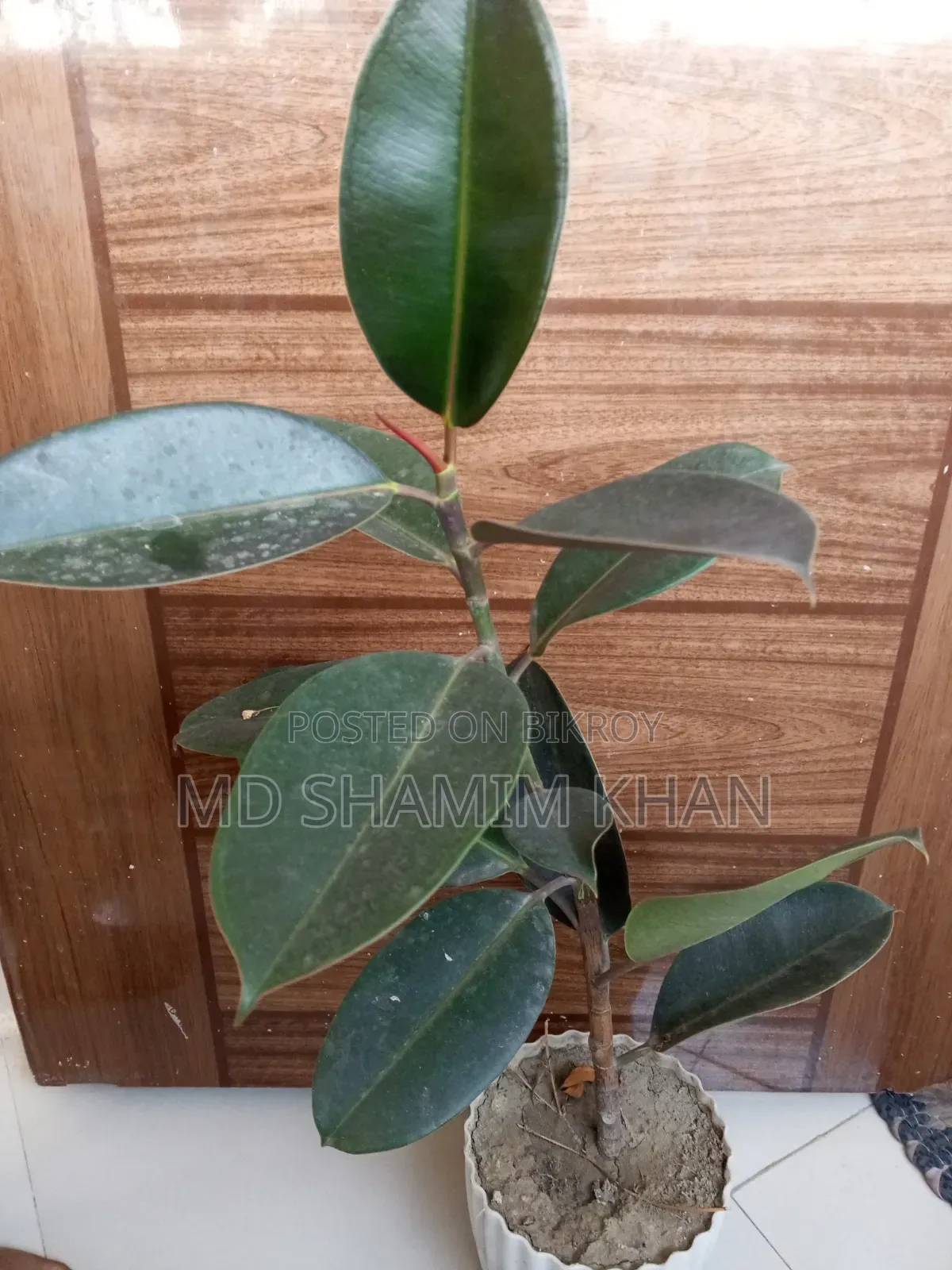 Rubber Plant for Sale
