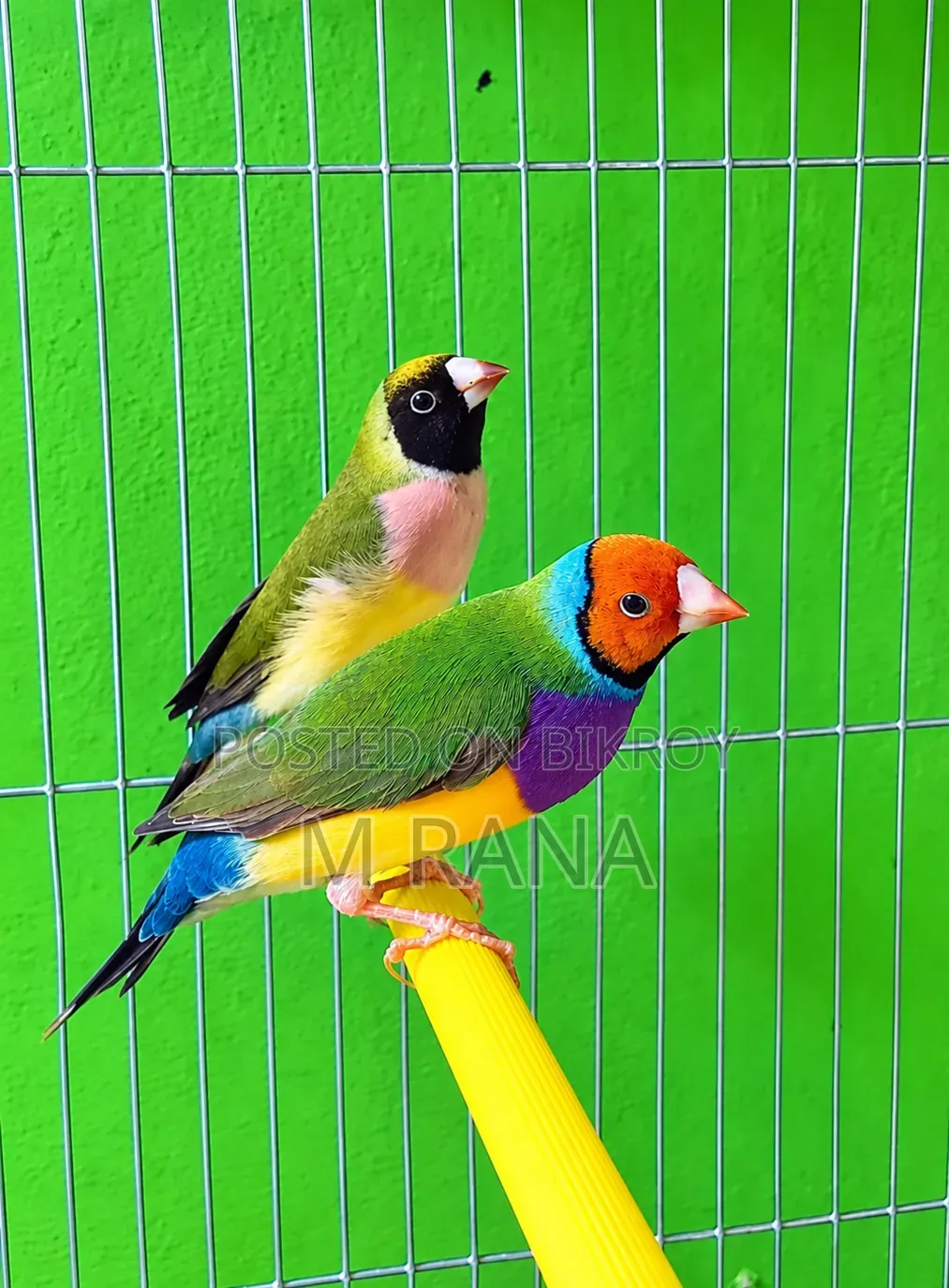 অরেঞ্জ হেড গোল্ডিয়ান্স পেয়ার
