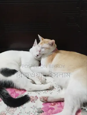 ১+ বছরের পুরুষ মিশ্র জাতের মঙ্রেল (কোনো নির্দিষ্ট জাত নয়)