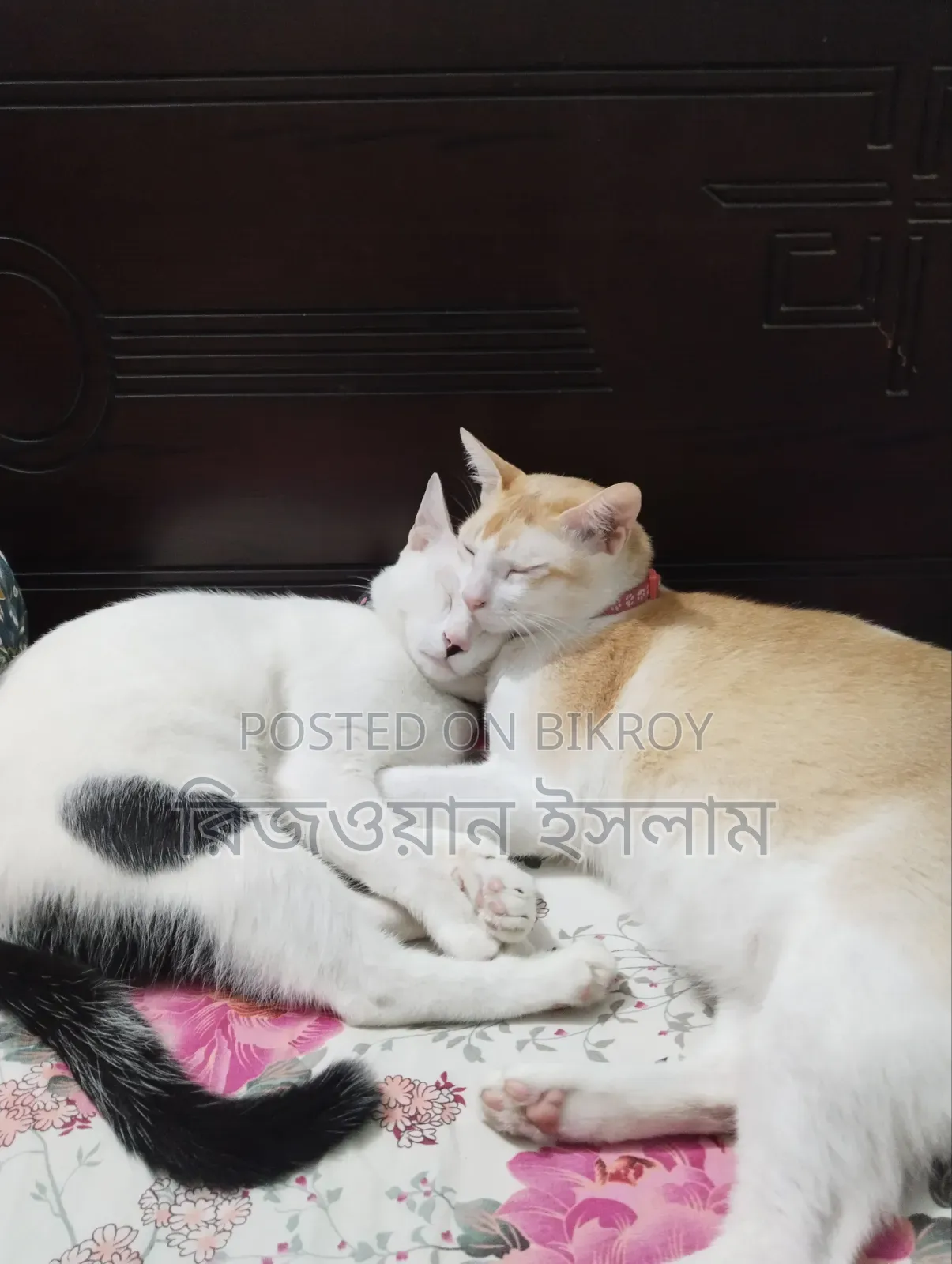 ১+ বছরের পুরুষ মিশ্র জাতের মঙ্রেল (কোনো নির্দিষ্ট জাত নয়)