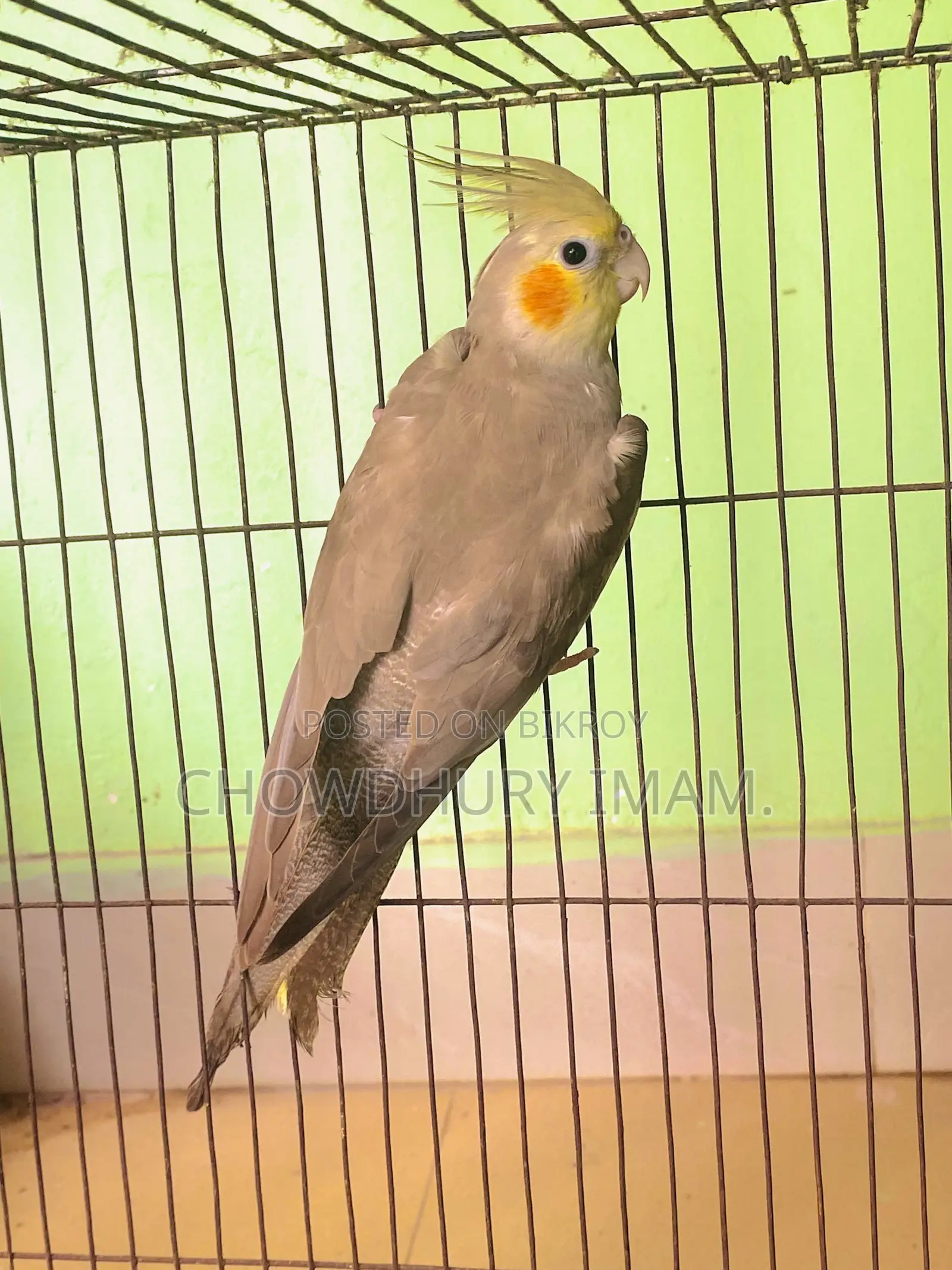 Cockatiels Male