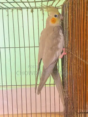 Cockatiels Male