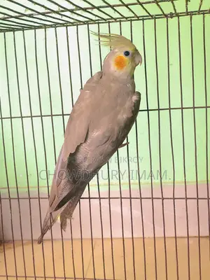 Cockatiels Male