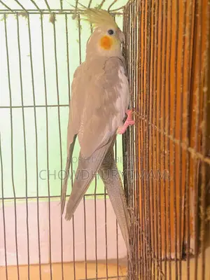 Cockatiels Male