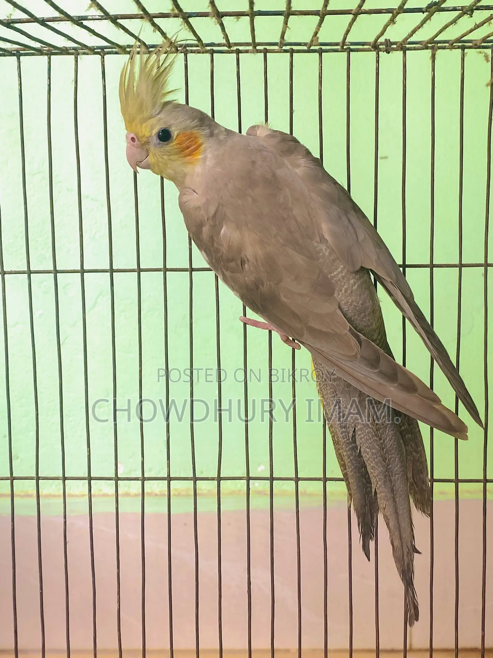 Cockatiels Male