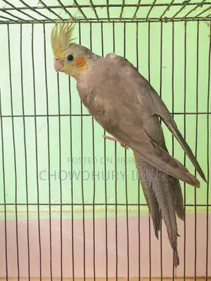 Cockatiels Male