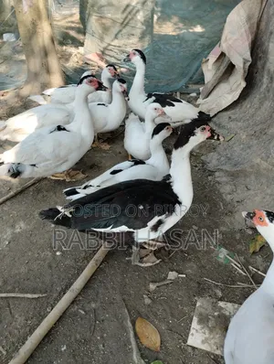 Chaina Duck