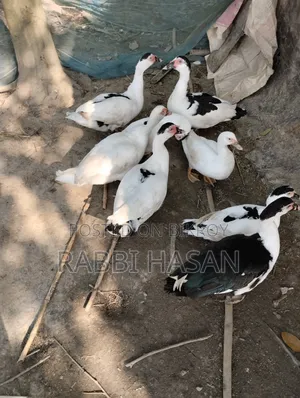 Chaina Duck
