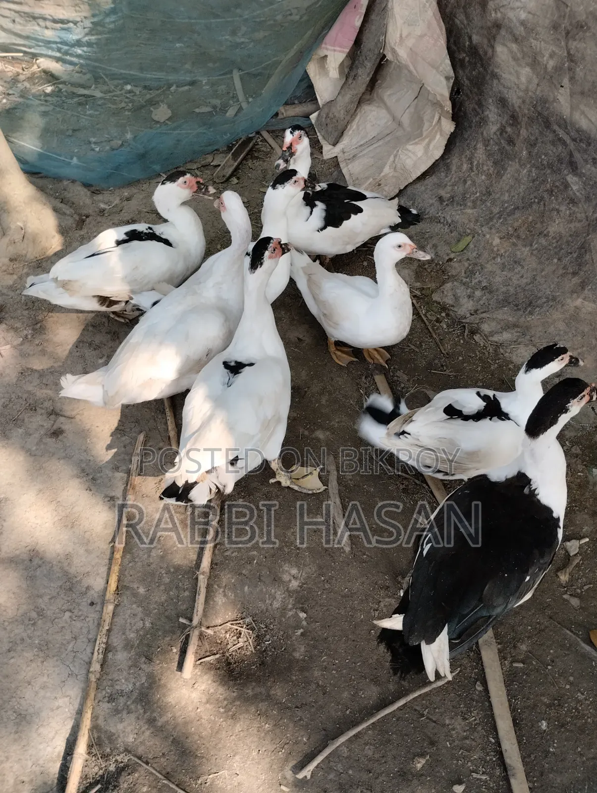 Chaina Duck