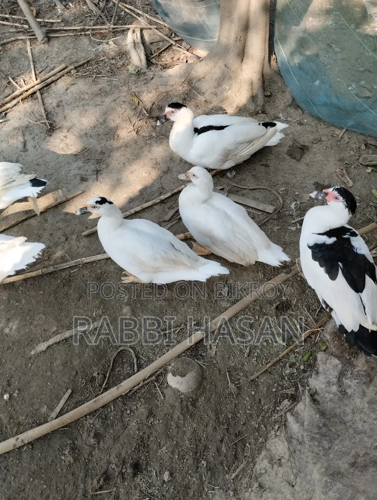 Chaina Duck