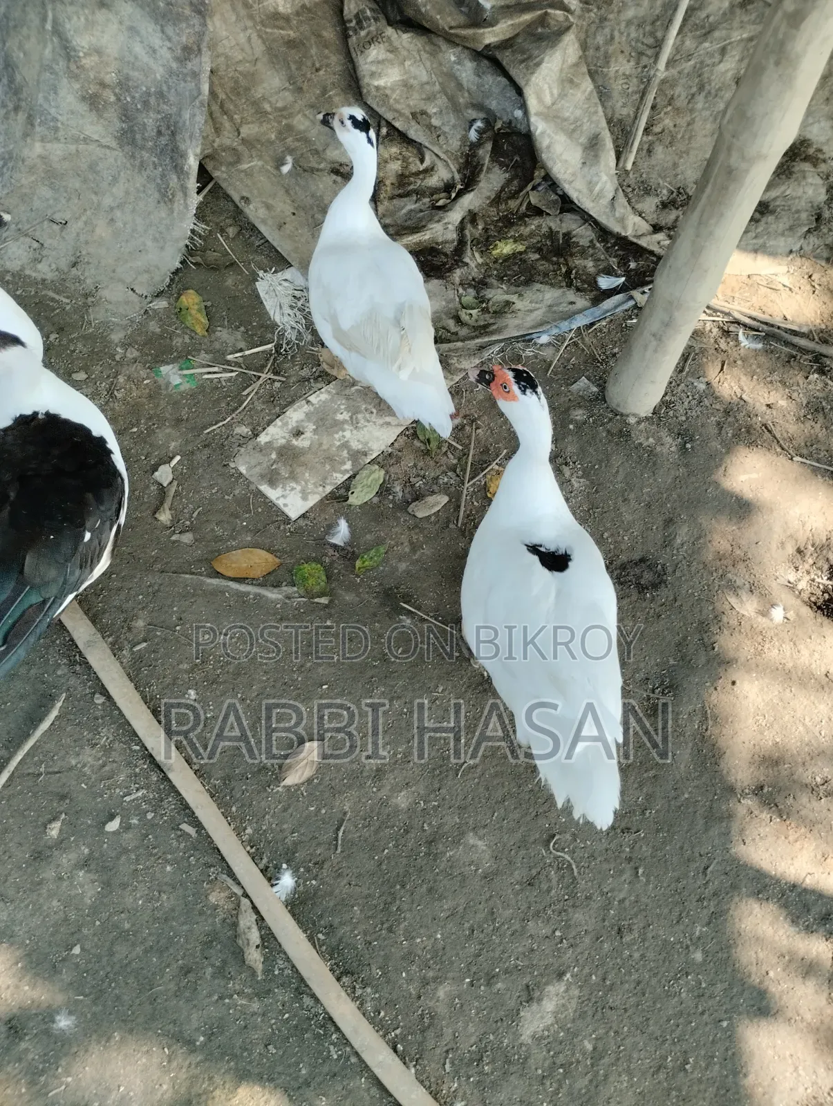 Chaina Duck