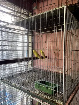 Bird Cage 2 Tola Bird Cage