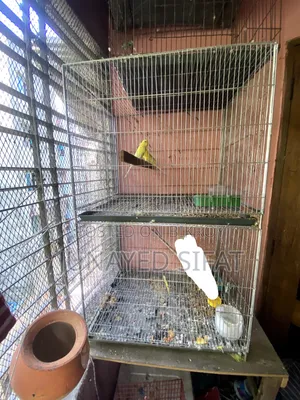 Bird Cage 2 Tola Bird Cage