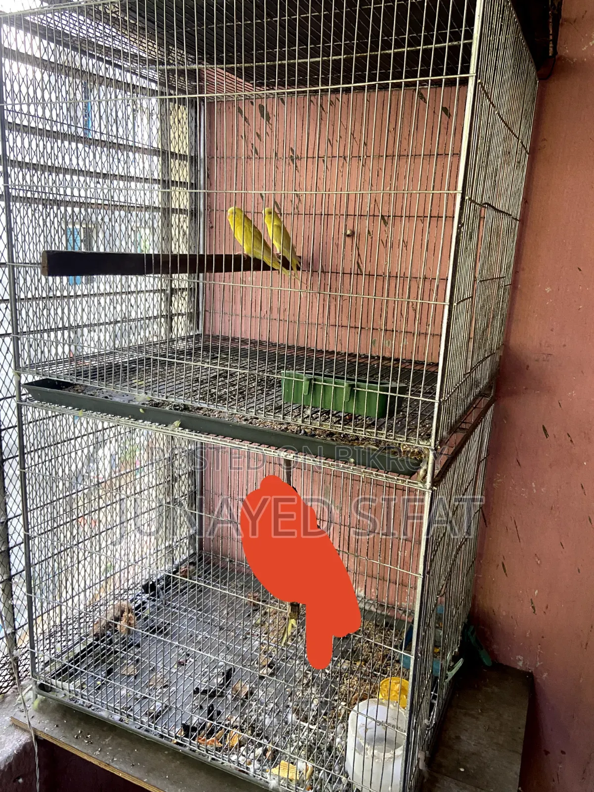 Bird Cage 2 Tola Bird Cage