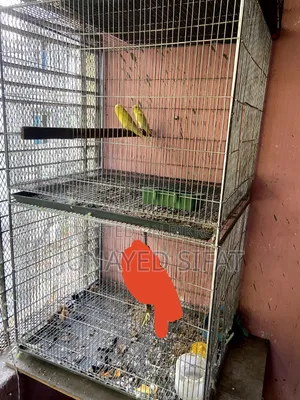 Bird Cage 2 Tola Bird Cage