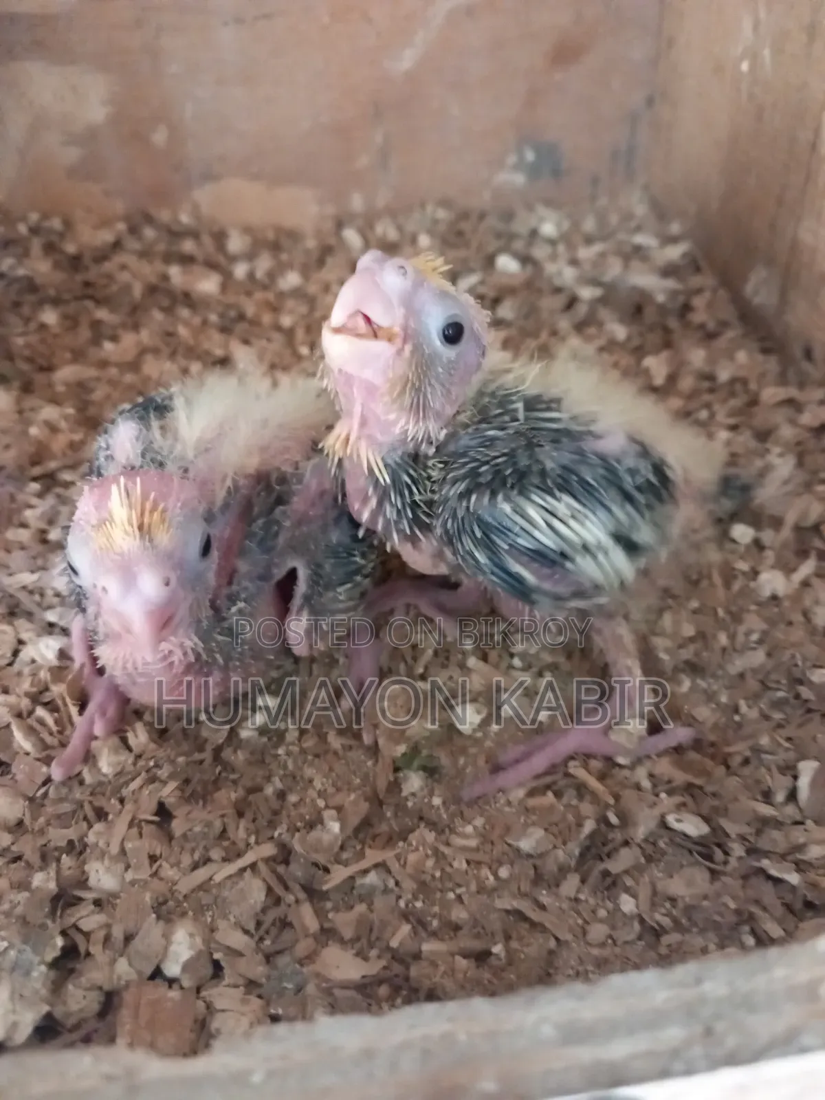 Cockatiel Baby Sell