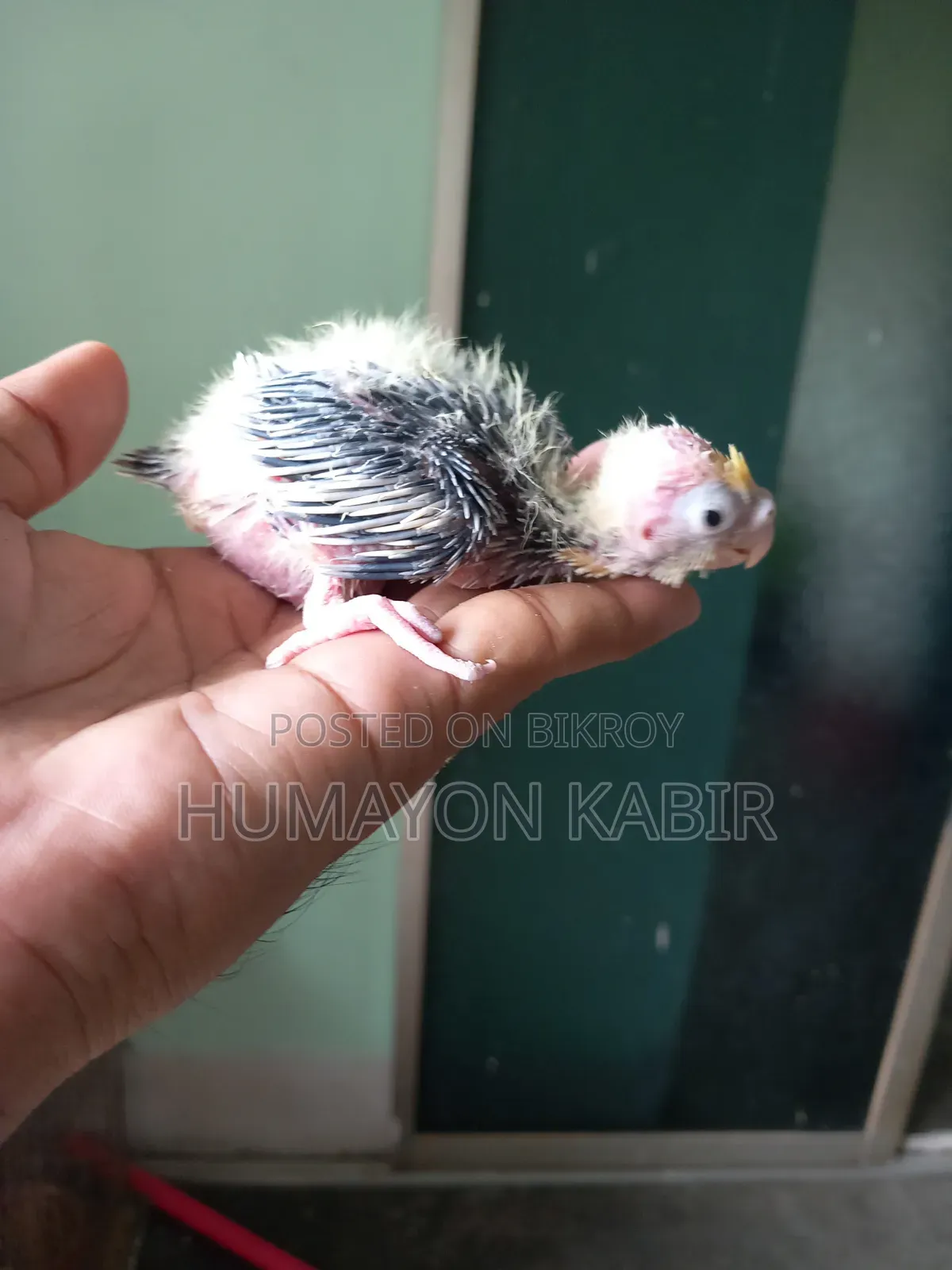 Cockatiel Baby Sell