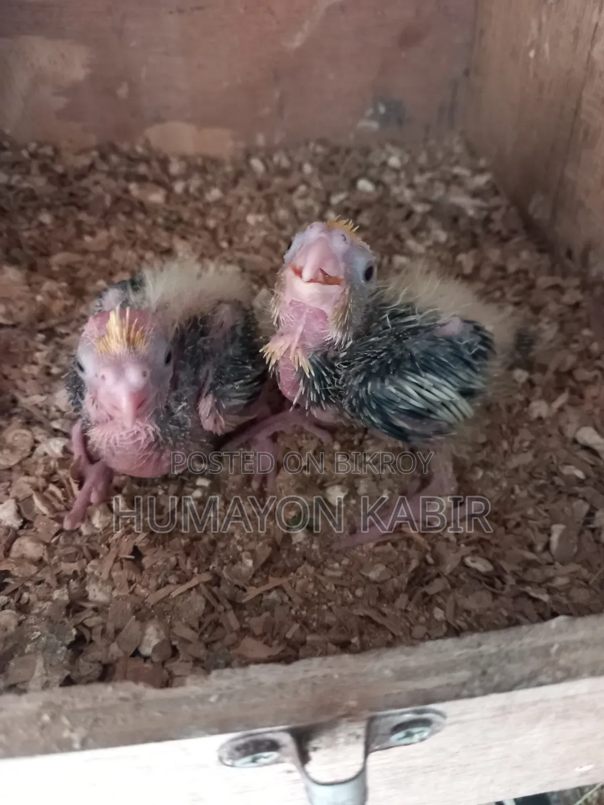 Cockatiel Baby Sell