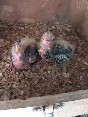 Cockatiel Baby Sell