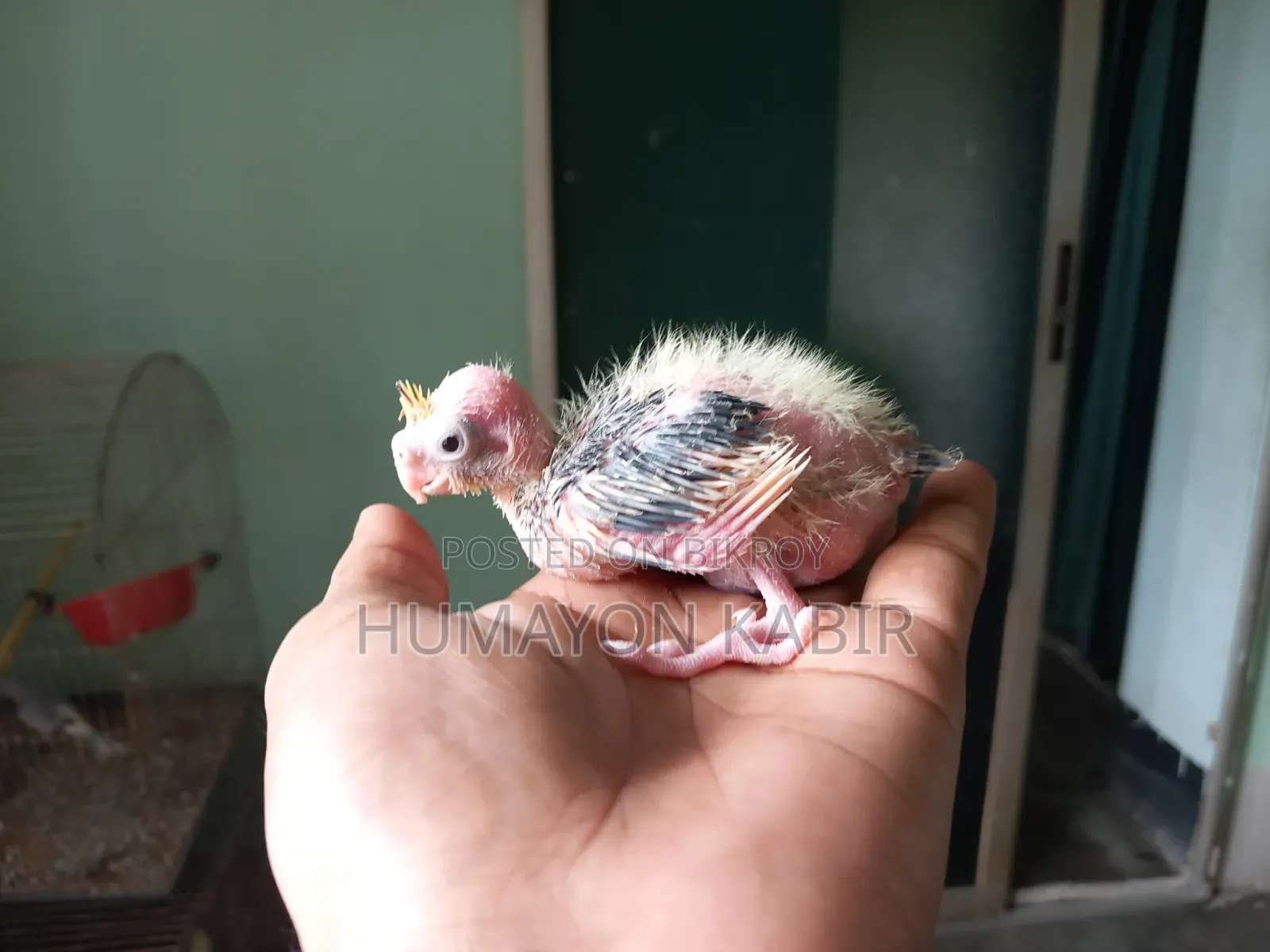 Cockatiel Baby Sell