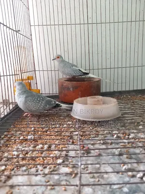 Dove Bird