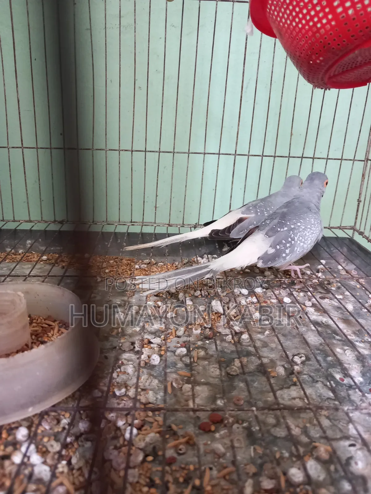 Dove Bird