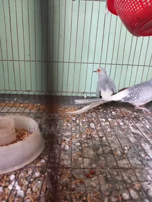 Dove Bird