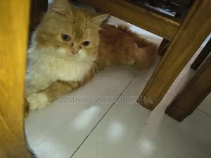 1+ year Female Purebred Persian