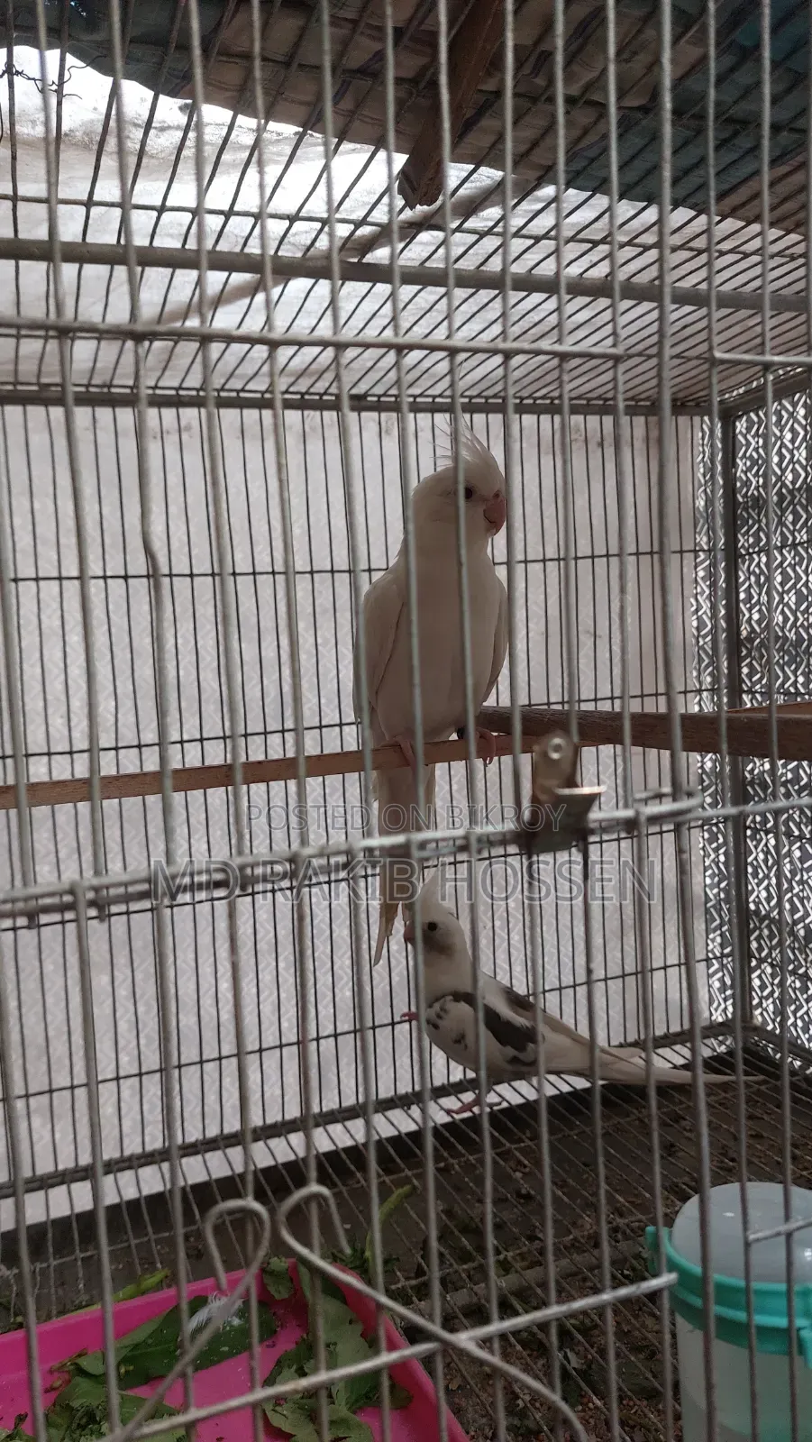 Cockatiel Master Pair