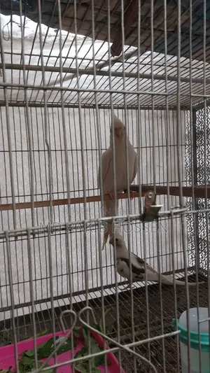 Cockatiel Master Pair