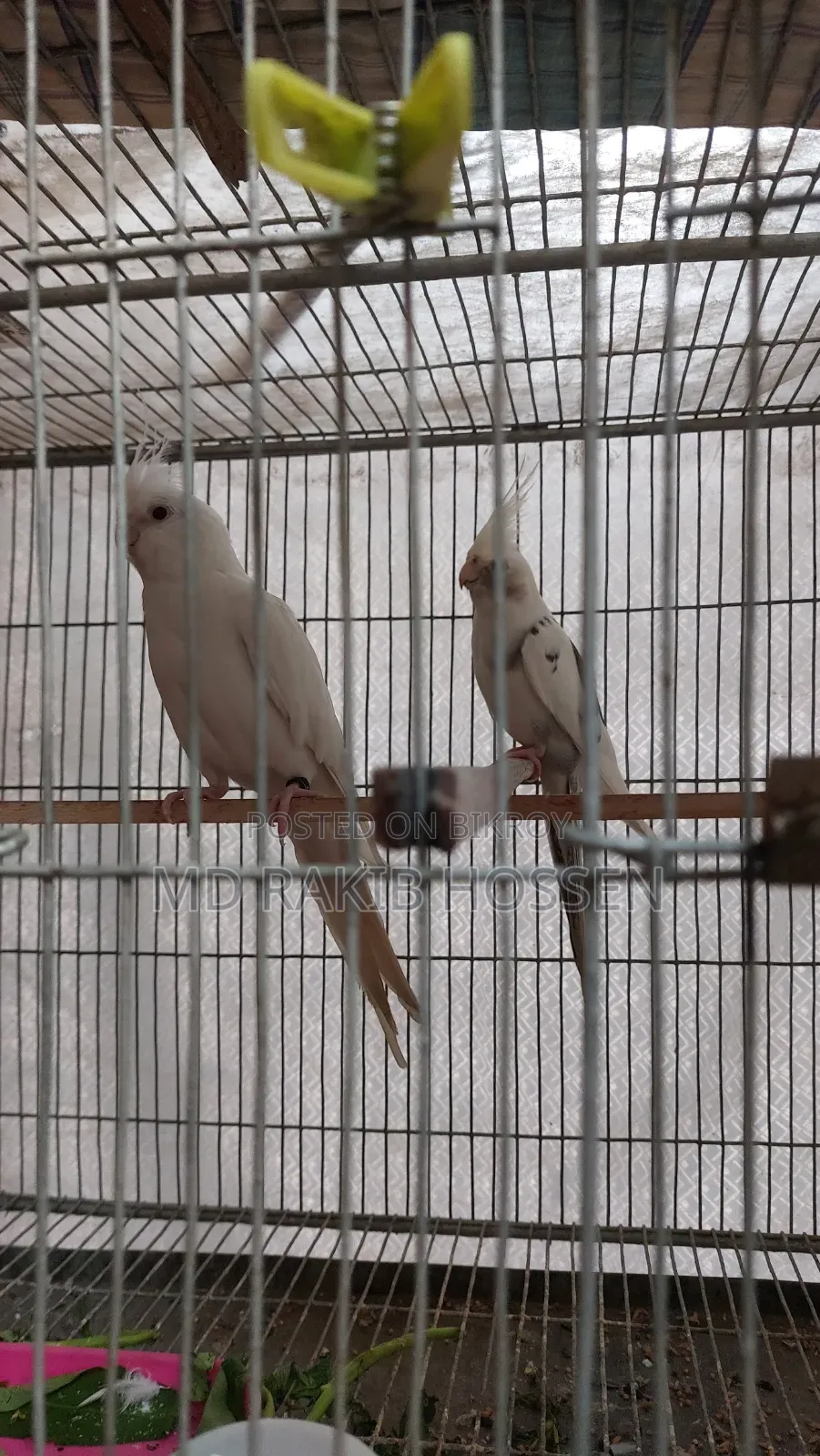 Cockatiel Master Pair