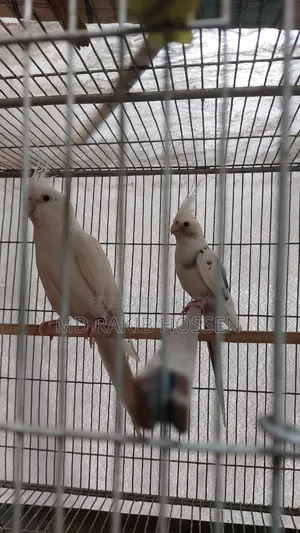 Cockatiel Master Pair