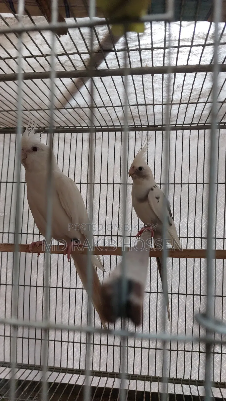 Cockatiel Master Pair