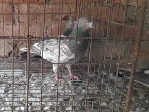 Green Neck Giribaz Pigeon