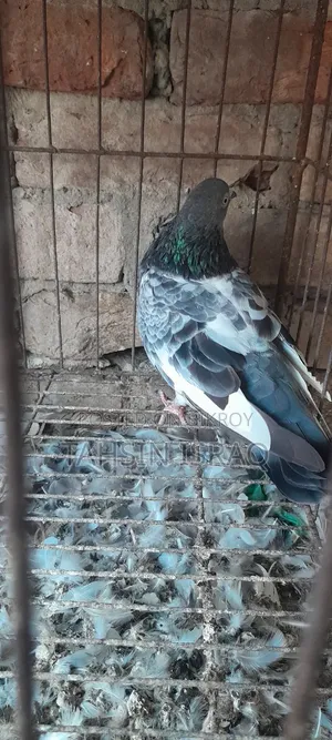 Green Neck Giribaz Pigeon