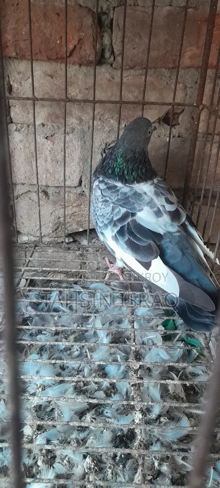 Green Neck Giribaz Pigeon