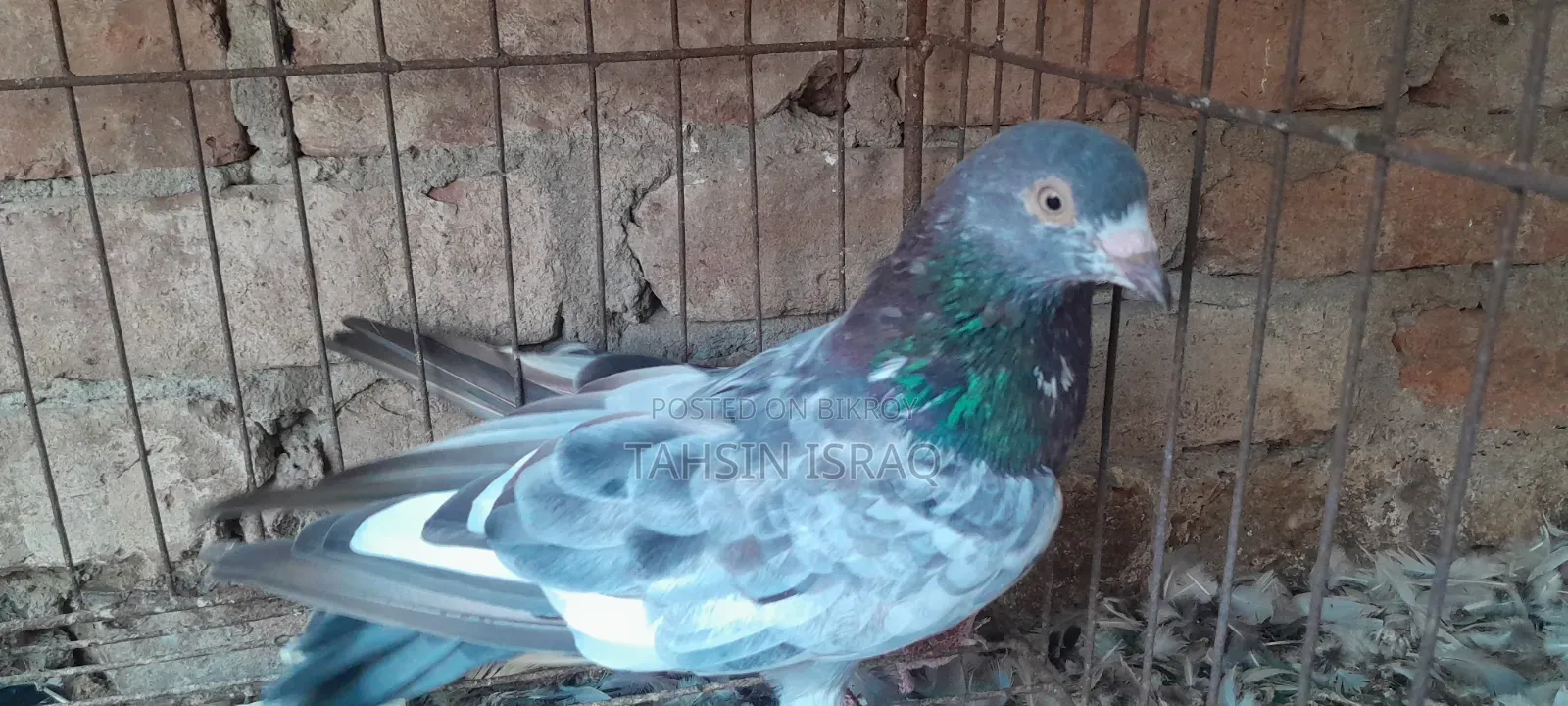 Green Neck Giribaz Pigeon
