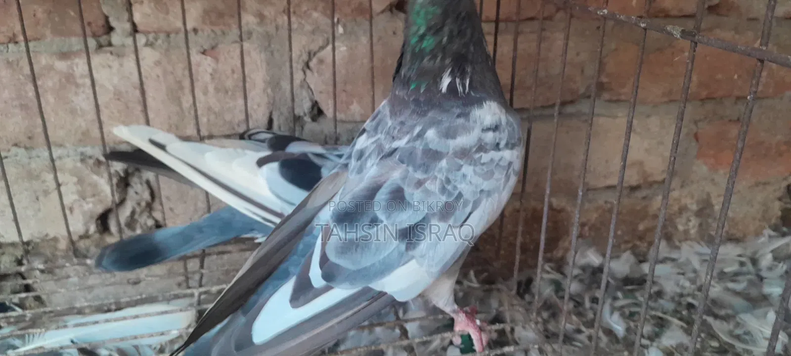 Green Neck Giribaz Pigeon
