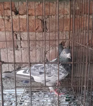 Green Neck Giribaz Pigeon
