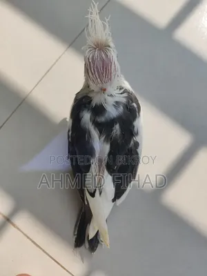 Cockatiel Baby