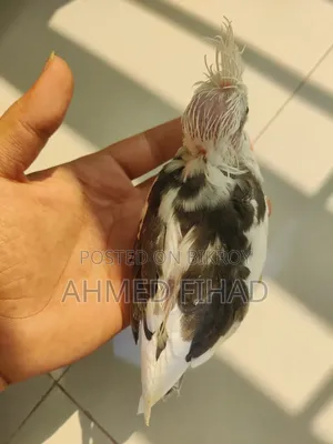 Cockatiel Baby