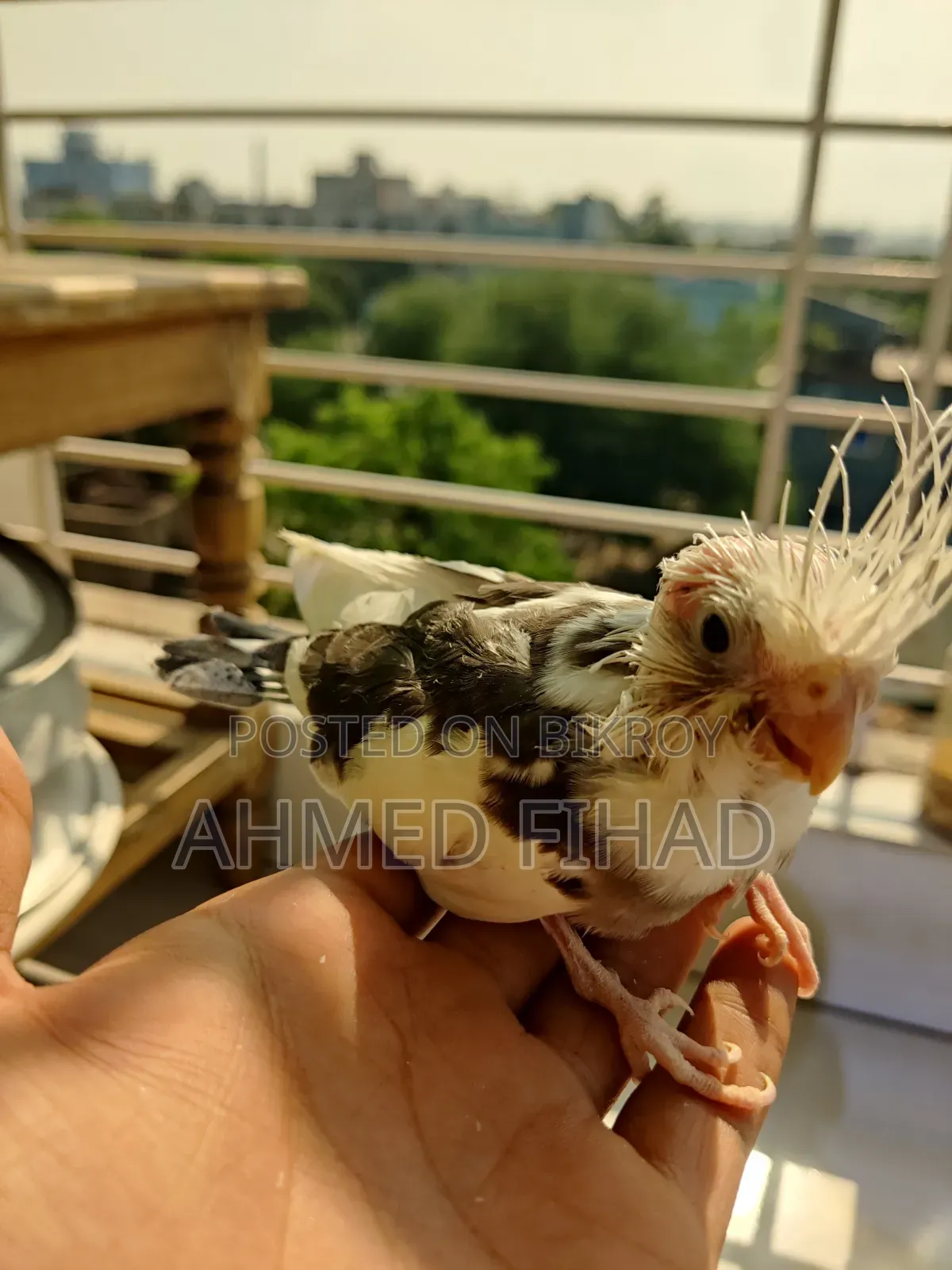 Cockatiel Baby