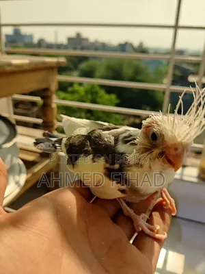 Cockatiel Baby